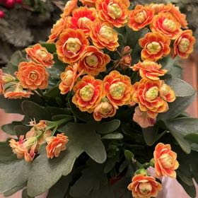Photo of the plant species Calandiva Orange Florist Kolanchoe by @LeslieG named Gobi on Greg, the plant care app