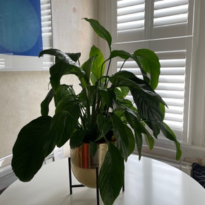 Peace Lily plant photo by @BriskGalega named Pippa Peace on Greg, the plant care app.