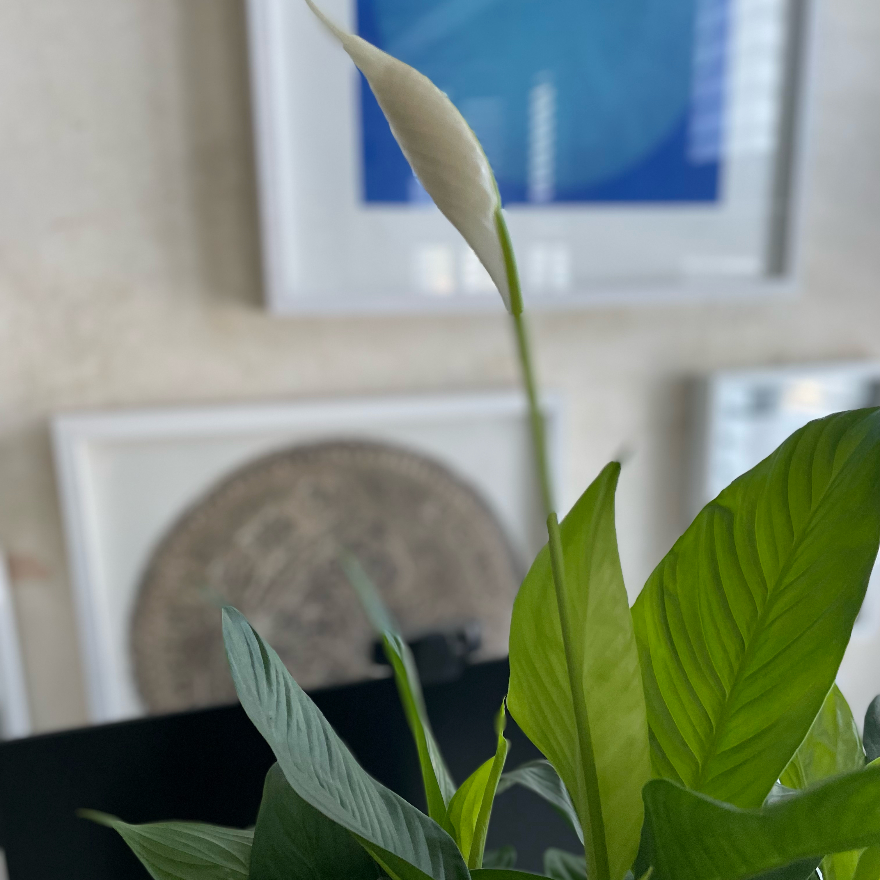 Peace Lily plant photo by @BriskGalega named Pippa Peace on Greg, the plant care app.