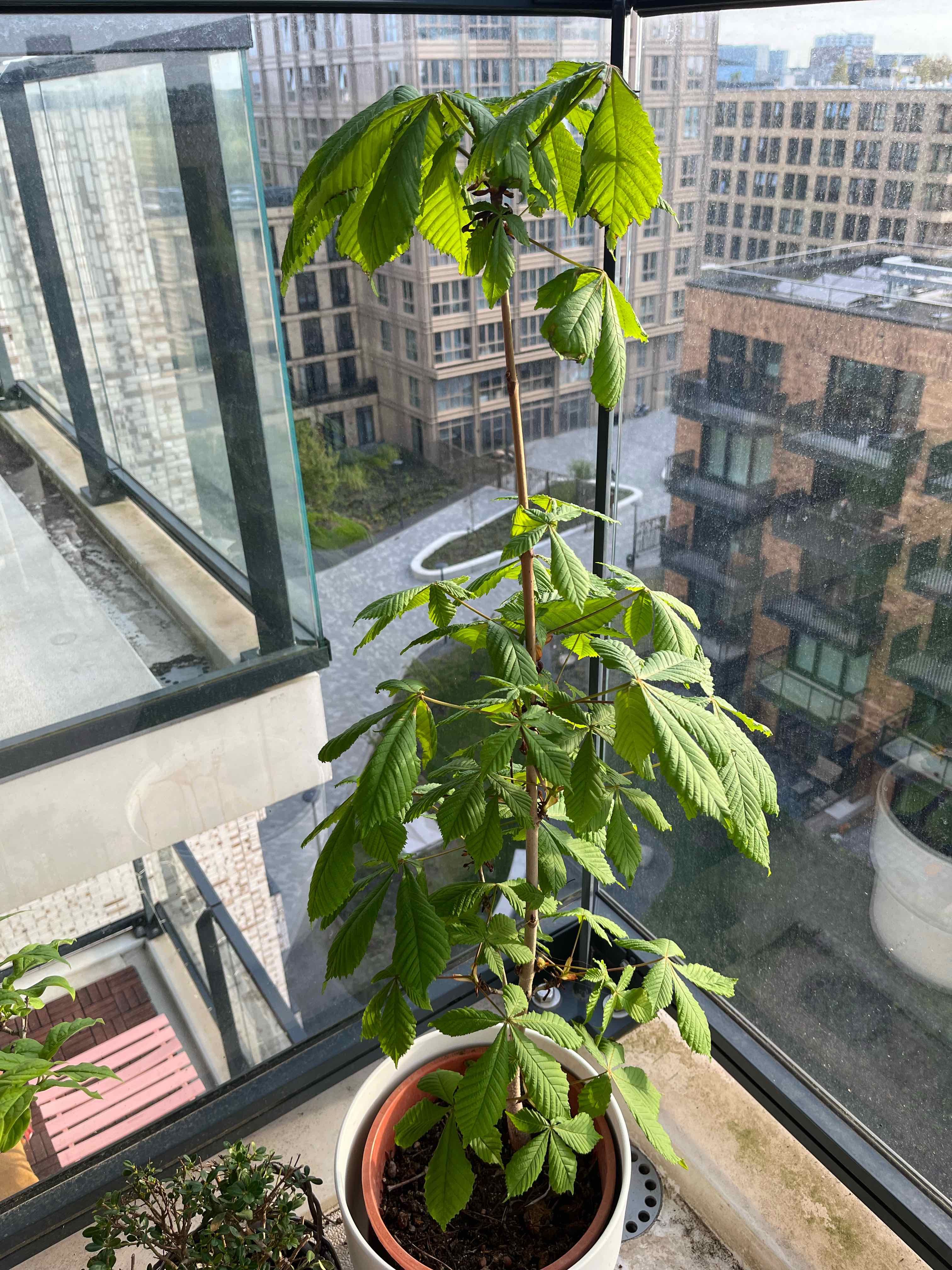🥀 Why Are My Horse Chestnut Leaves Droopy?