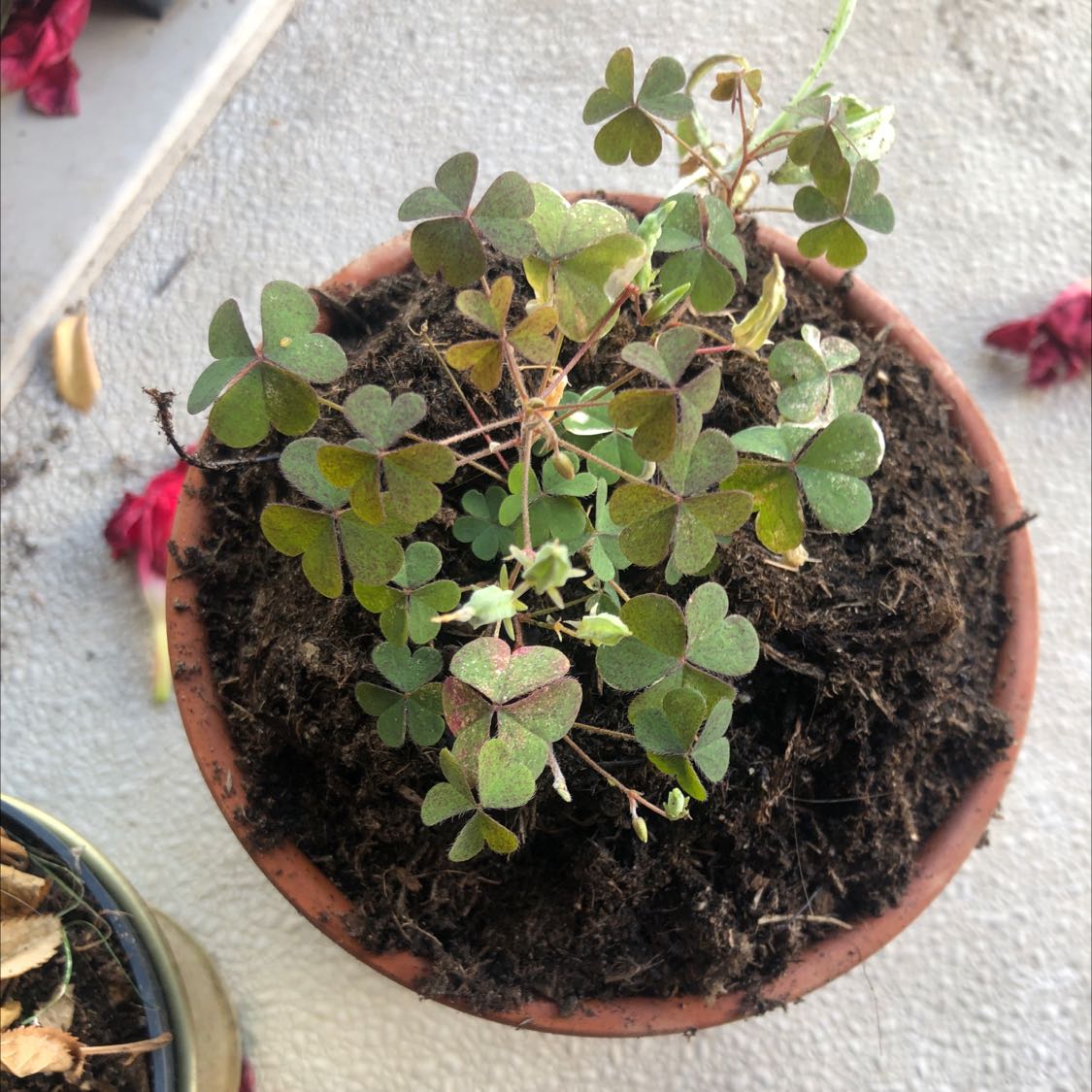 Potted Creeping Woodsorrel with some leaf discoloration and visible soil.