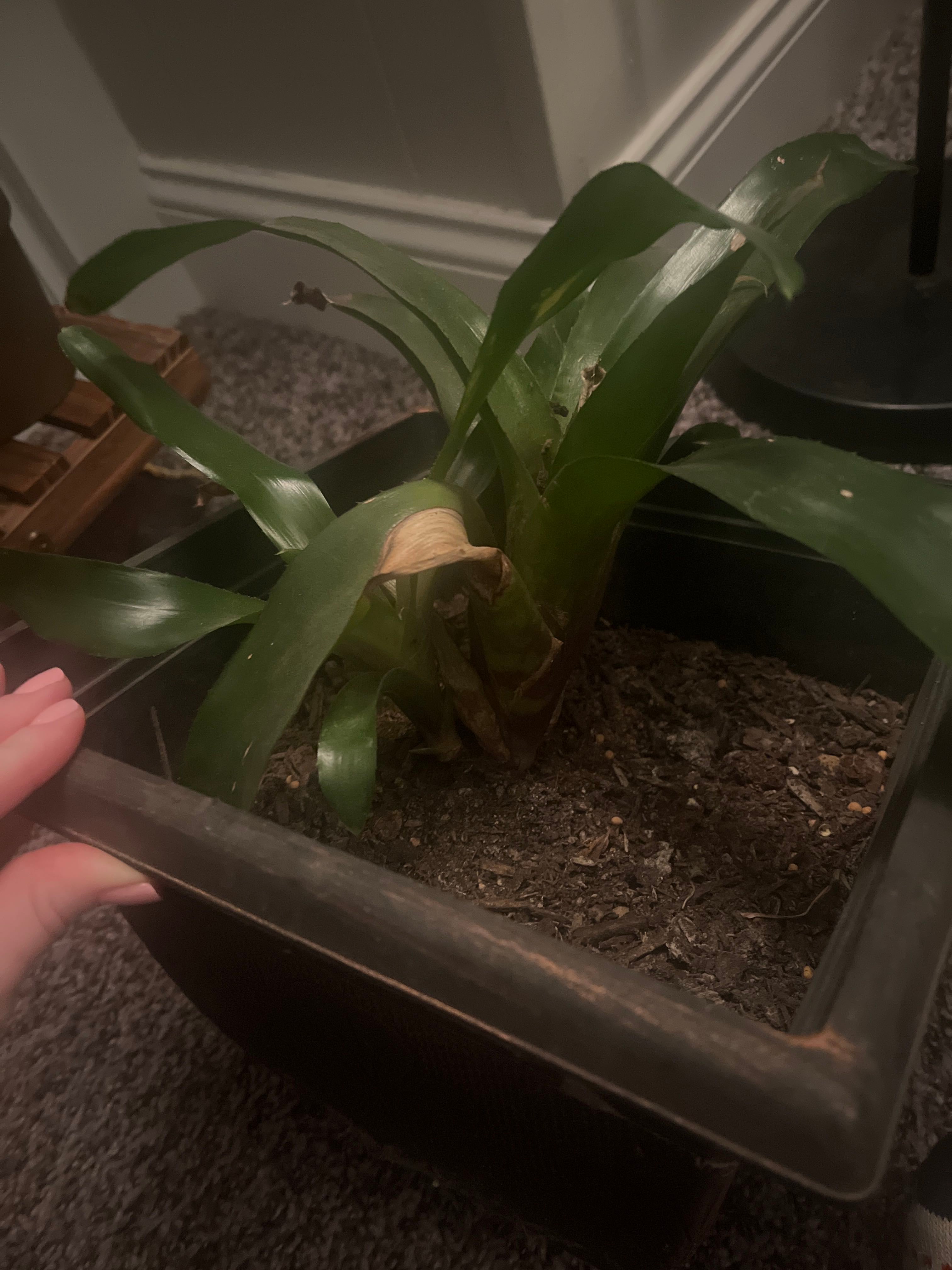 Morel's Billbergia How Much Water & Light Does it Need to Thrive?