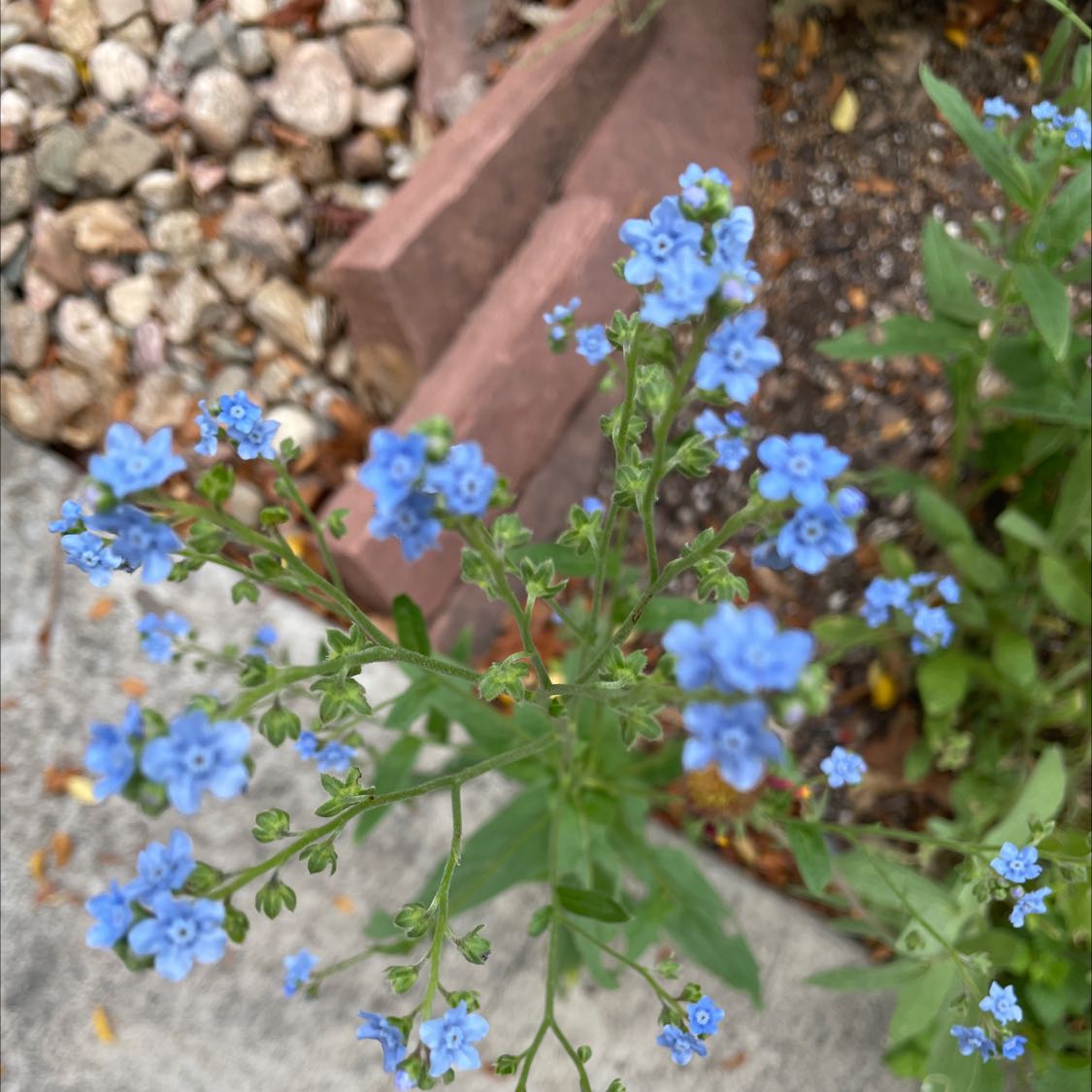 Chinese Forget-Me-Not plant with small blue flowers, visible soil, and healthy foliage.