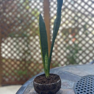 Snake Plant plant in Fort Collins, Colorado