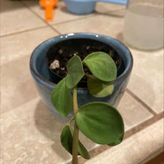 Baby Rubber Plant plant in Fort Collins, Colorado