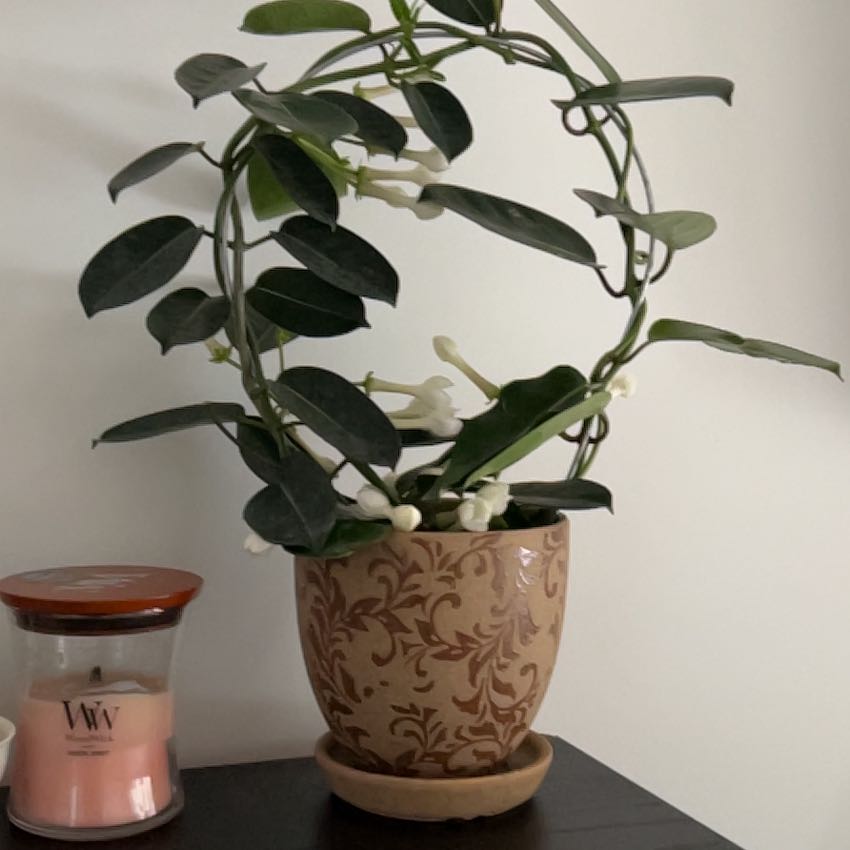 Photo of the plant species Variegated Madagascar Jasmine by @MollyMoon named Julian on Greg, the plant care app