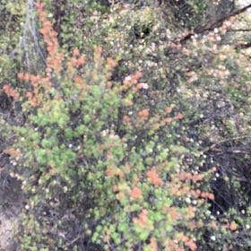 Photo of the plant species California Huckleberry by @NewDeerfern named Apollo on Greg, the plant care app