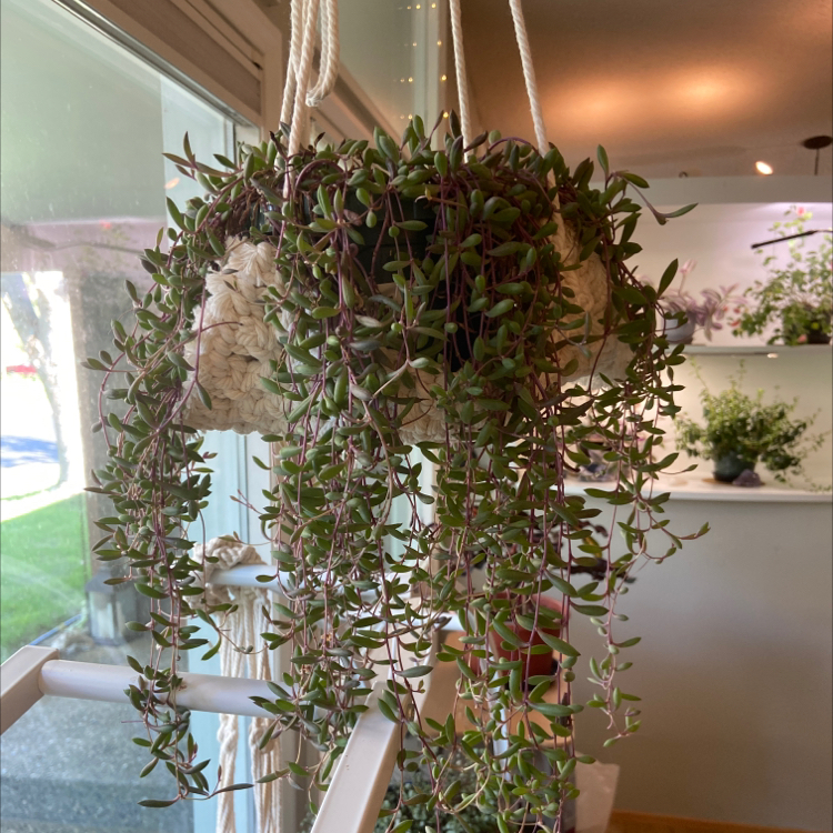 Hanging ruby necklace plant with vibrant green and purple leaves.