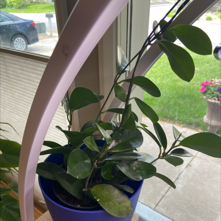 Hoya australis 'Bordvare' plant in a blue pot near a window, appearing healthy.