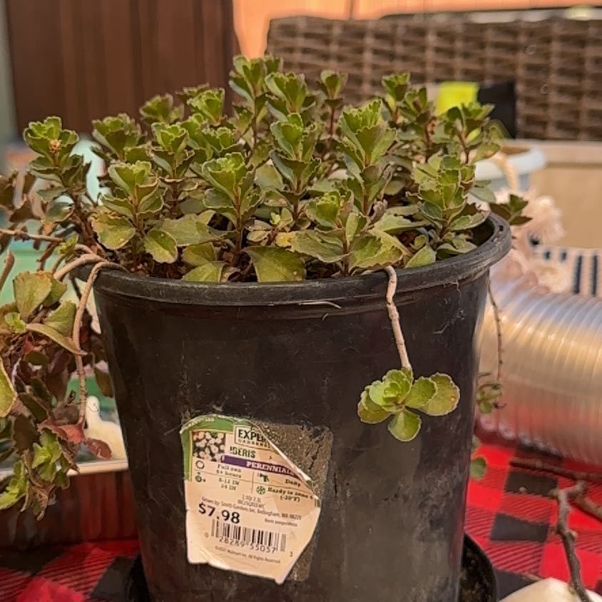 Photo of the plant species Iberis Umbellata by @InspiredAgave named Baesil on Greg, the plant care app