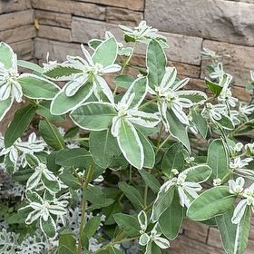 Photo of the plant species Snow on the Mountain by @Mommy24monkeys named Morgan Treeman on Greg, the plant care app