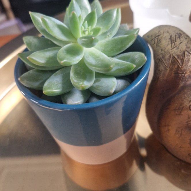 Photo of the plant species Spring Glow Graptosedum by @plantmam named Terra on Greg, the plant care app