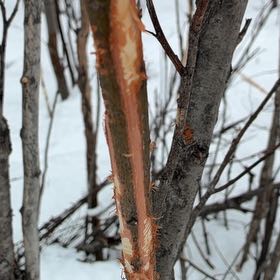 Photo of the plant species Staghorn Sumac by @AbleCowpea named Planty on Greg, the plant care app