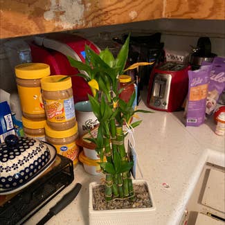 Lucky Bamboo plant in Wauconda, Illinois