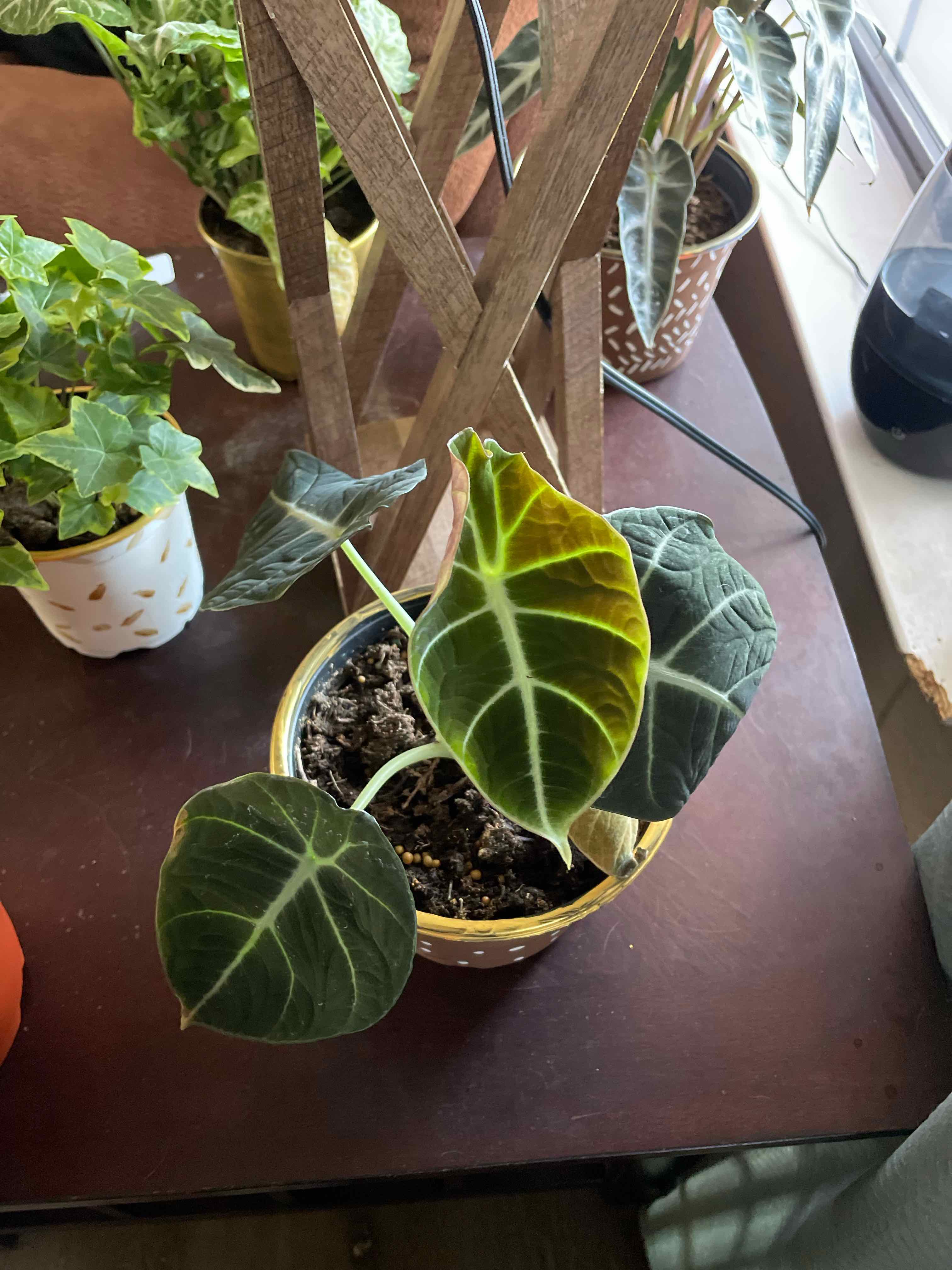 Alocasia plant with dark green leaves and visible yellowing on one leaf. Potted with visible soil.