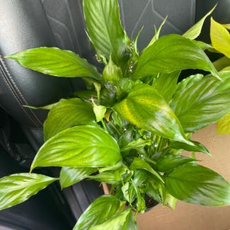 Peace Lily plant in Charlotte, North Carolina