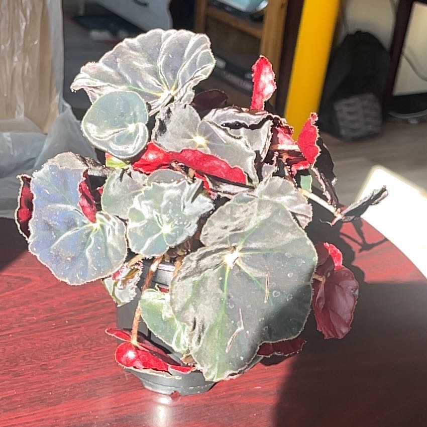 Photo of the plant species Rex Begonia by @SageKitty named Bella on Greg, the plant care app