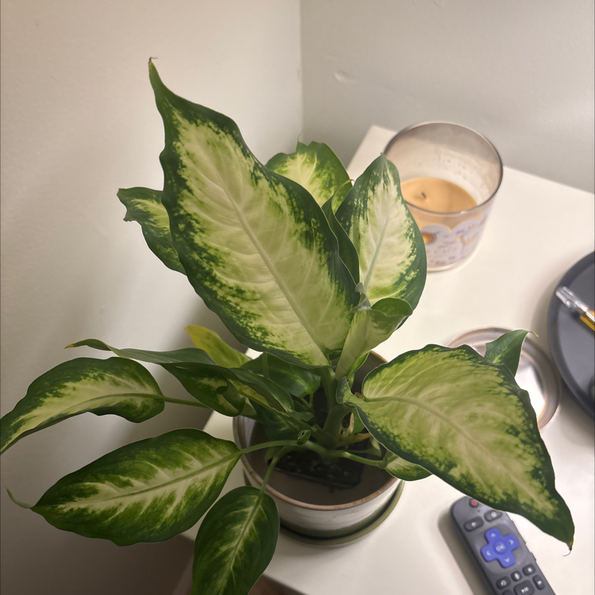 Photo of the plant species Terrarium by @DesignerCorrea named dr. bones on Greg, the plant care app