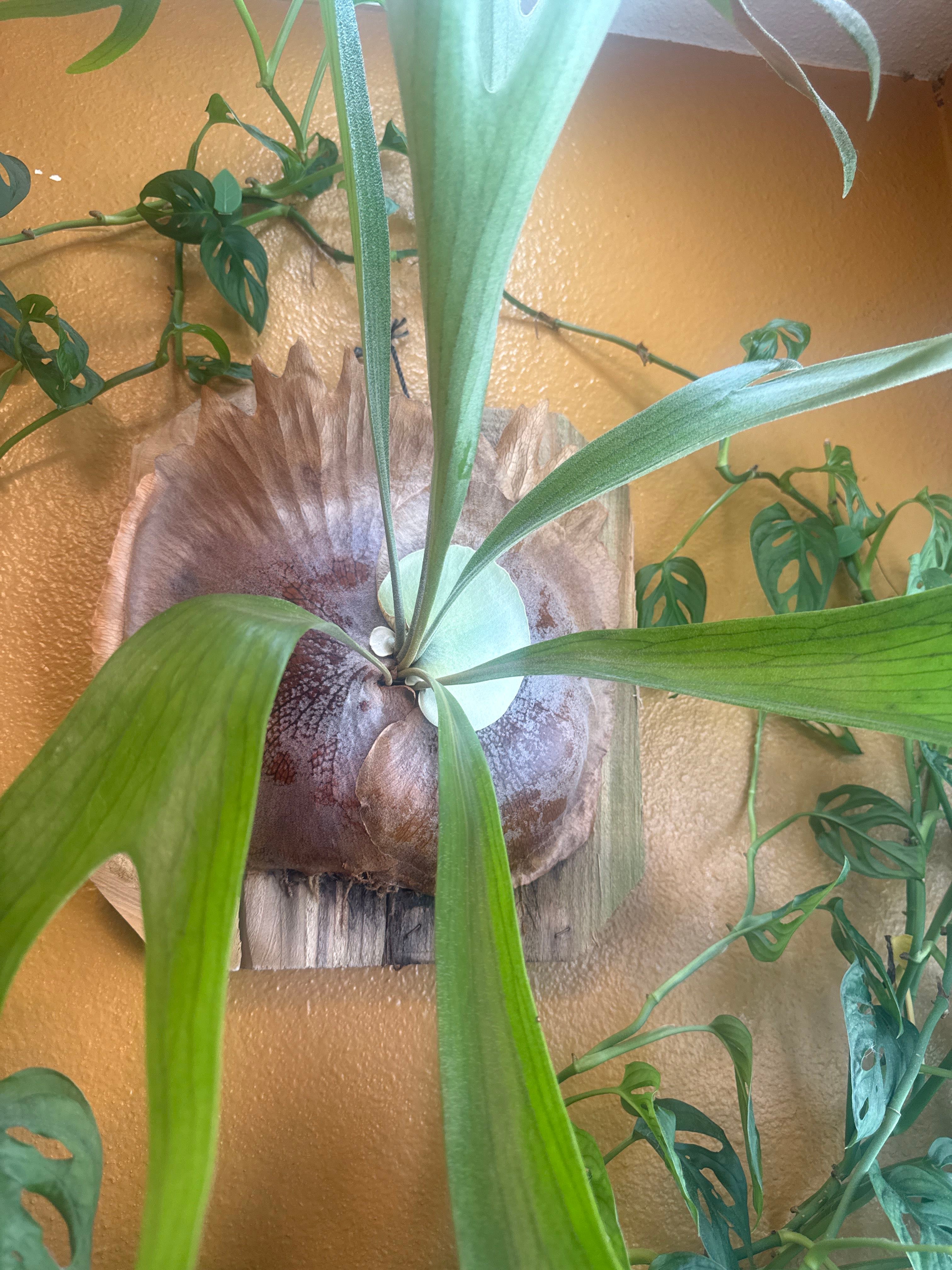 P.mt.kitshakood bold(呼称) Keep Your Staghorn Fern 'Mount Kitshakood' Alive: Light, Water
