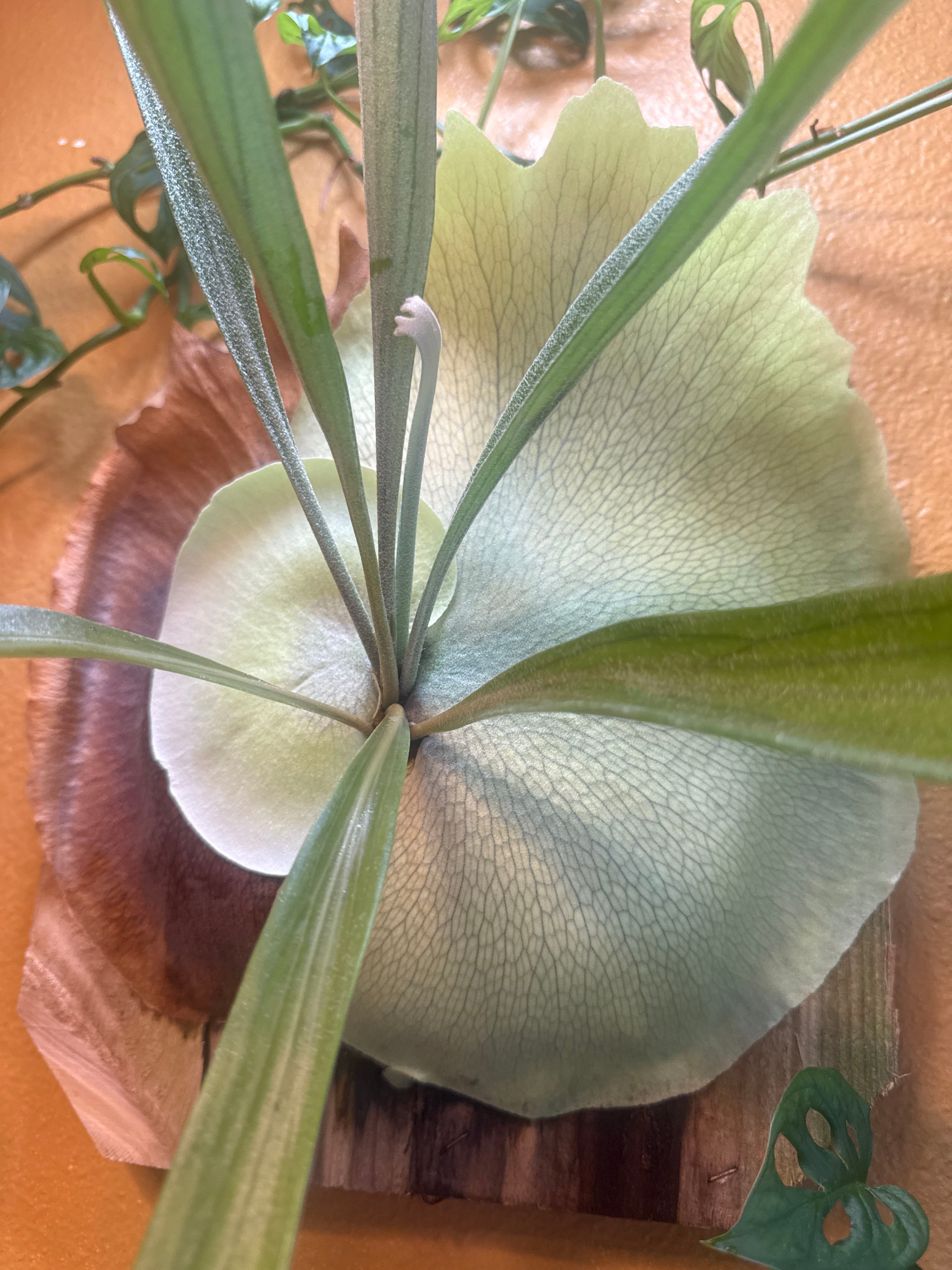 Staghorn Fern 'Mount Kitshakood': How Much Water & Light Does it