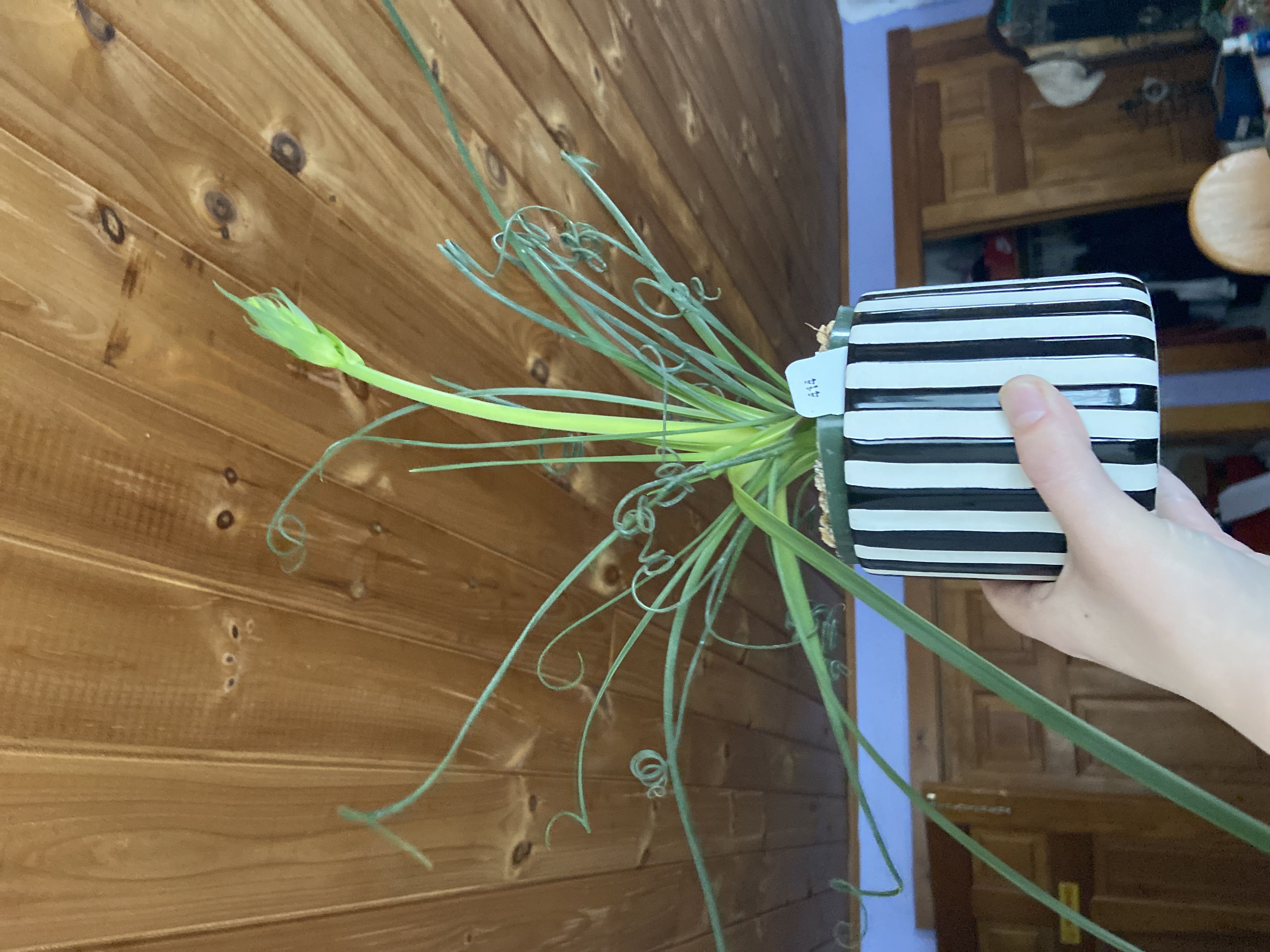 Photo from the post