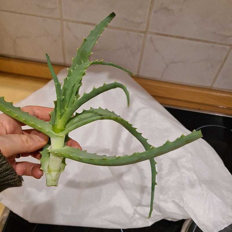 Candelabra Aloe Plant Care Water, Light, Nutrients Greg App 🌱