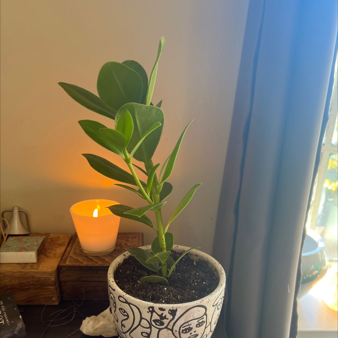 Potted Autograph Tree with healthy green leaves, visible soil, and a candle in the background.