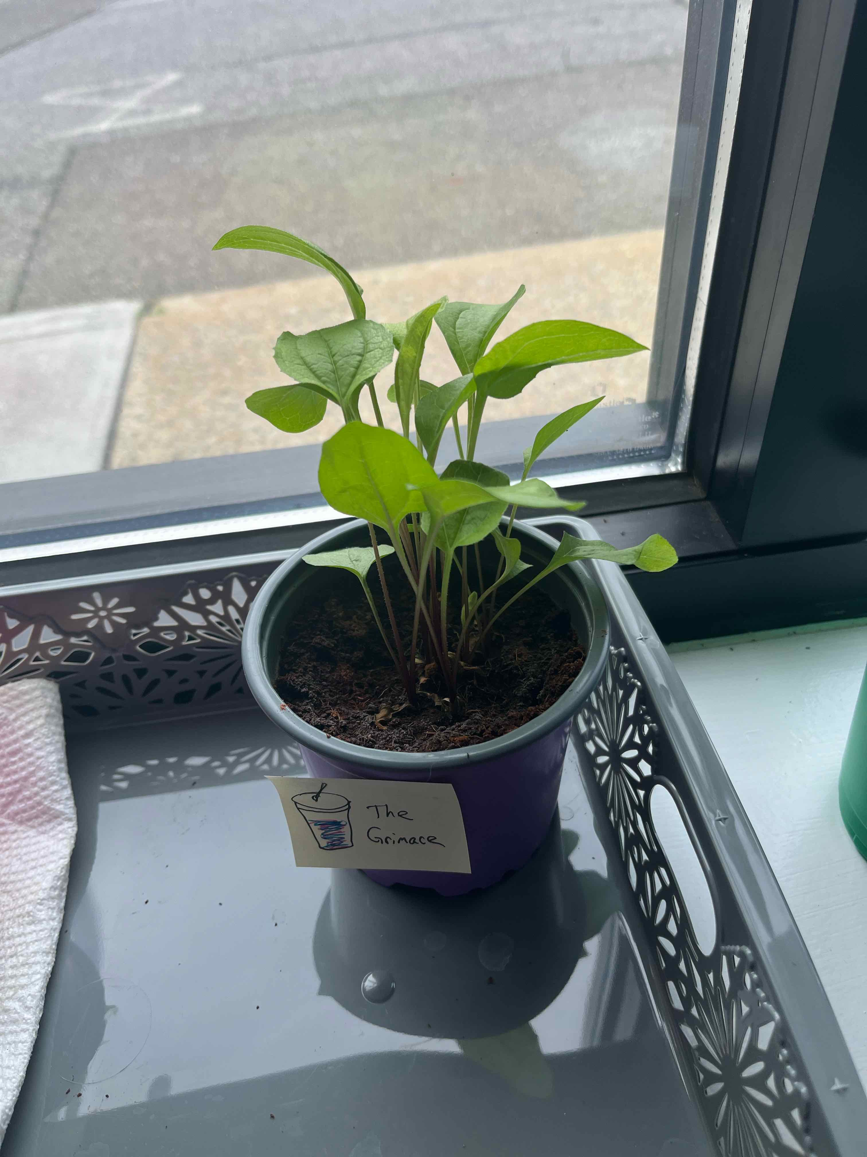 Young Purple Coneflower plant in a small pot near a window, showing healthy green leaves.