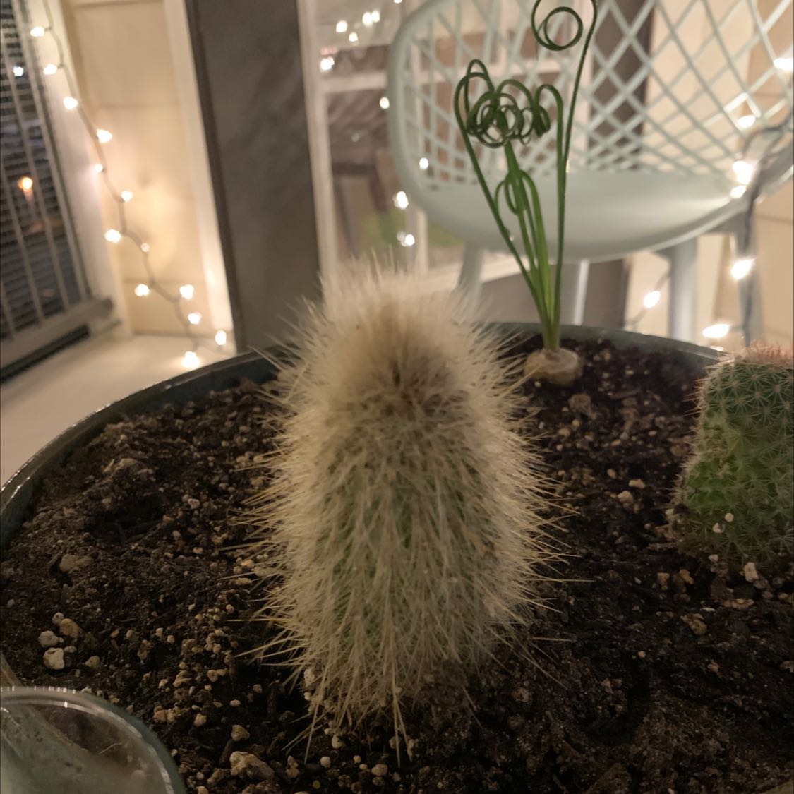 Golden Snakecactus in a pot with visible soil, background includes a chair and lights.