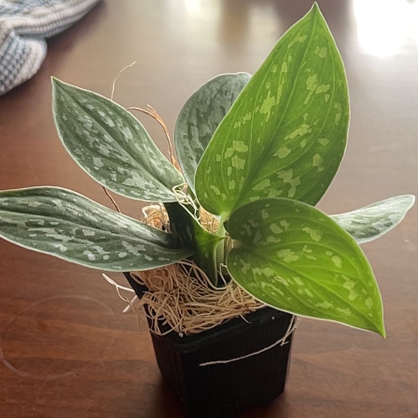 Silver Anne Pothos plant in a black pot with variegated silver and green leaves.