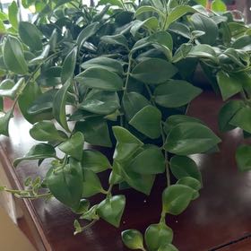Photo of the plant species Lipstick Plant by @PlantingPaige named Marilyn on Greg, the plant care app