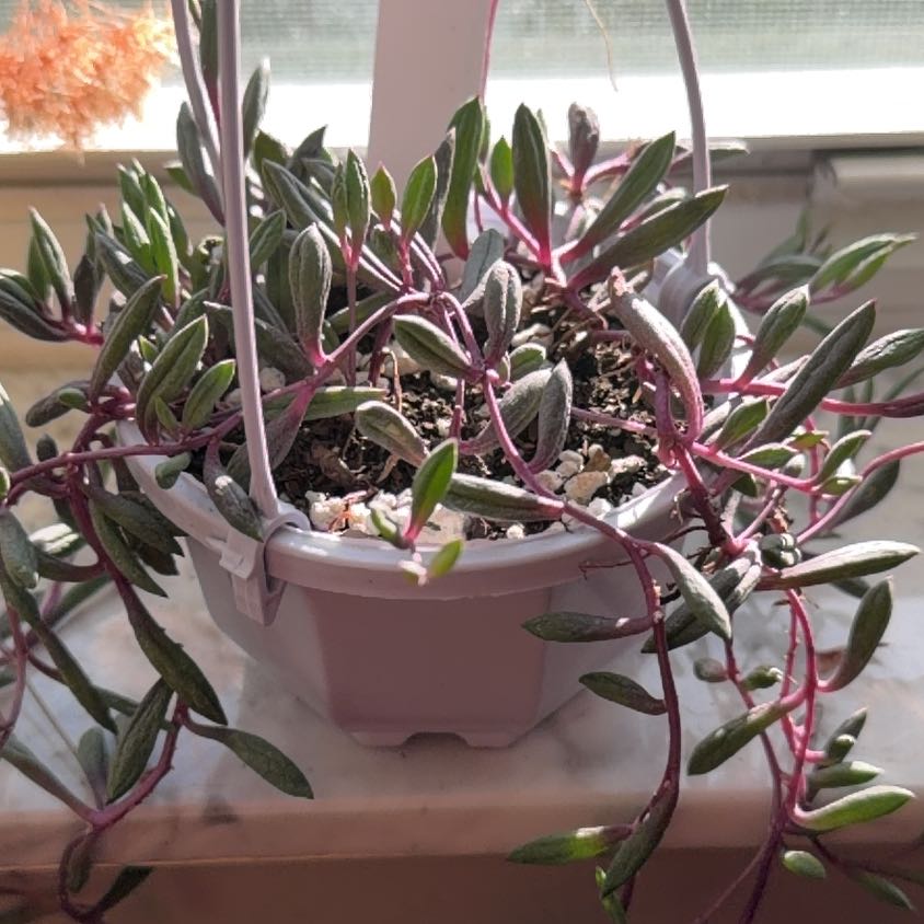 Photo of the plant species Othonna Capensis Ruby Necklace by @PlantingPaige named Ruby’s on Greg, the plant care app