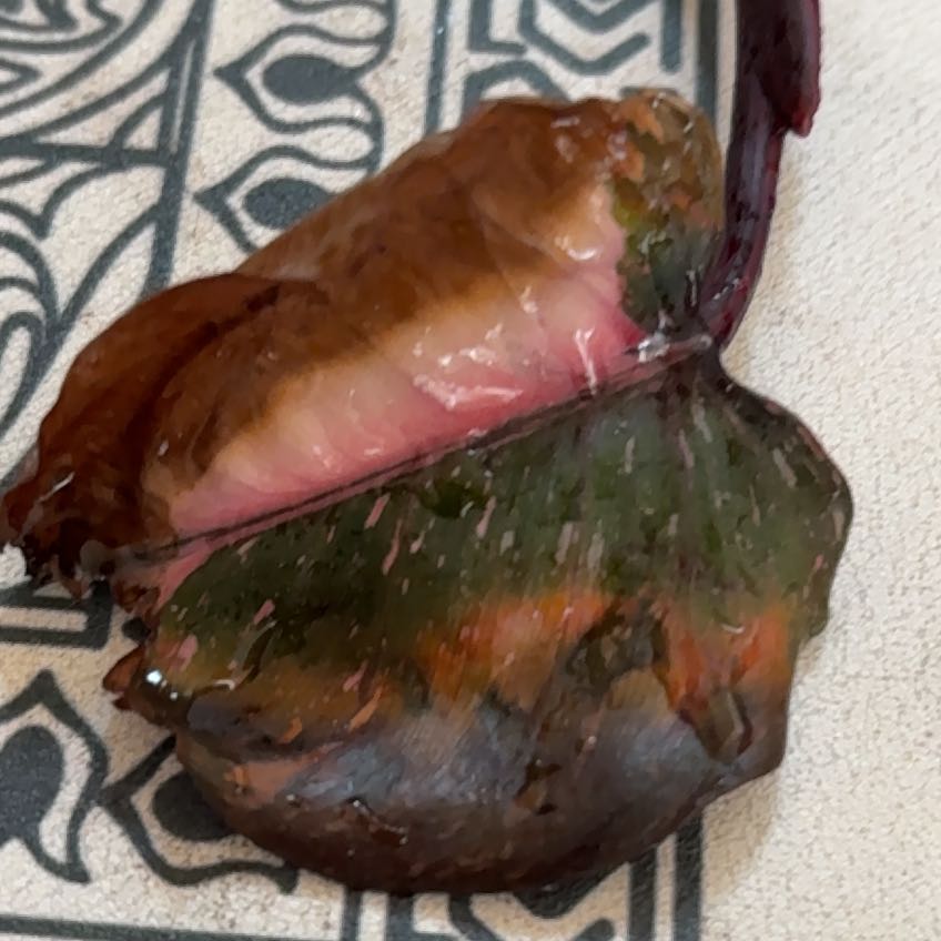 Photo of the plant species Sea Lettuce by @Rrite named Mando on Greg, the plant care app