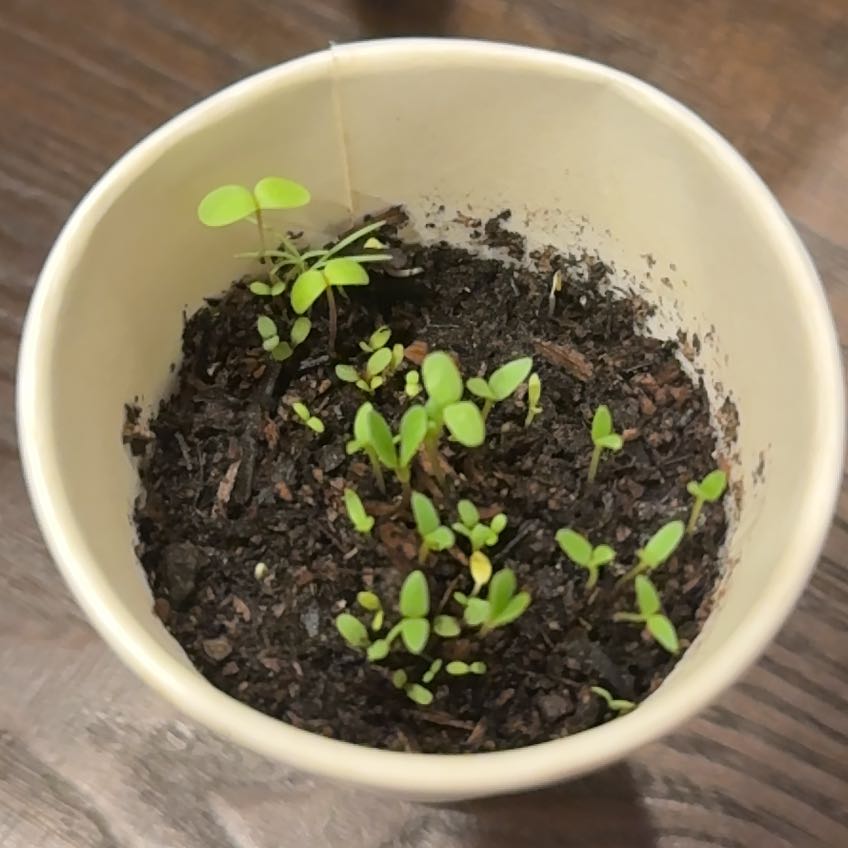 Photo of the plant species Yellow Wildflowers by @JoyousPlantMom named Goat on Greg, the plant care app