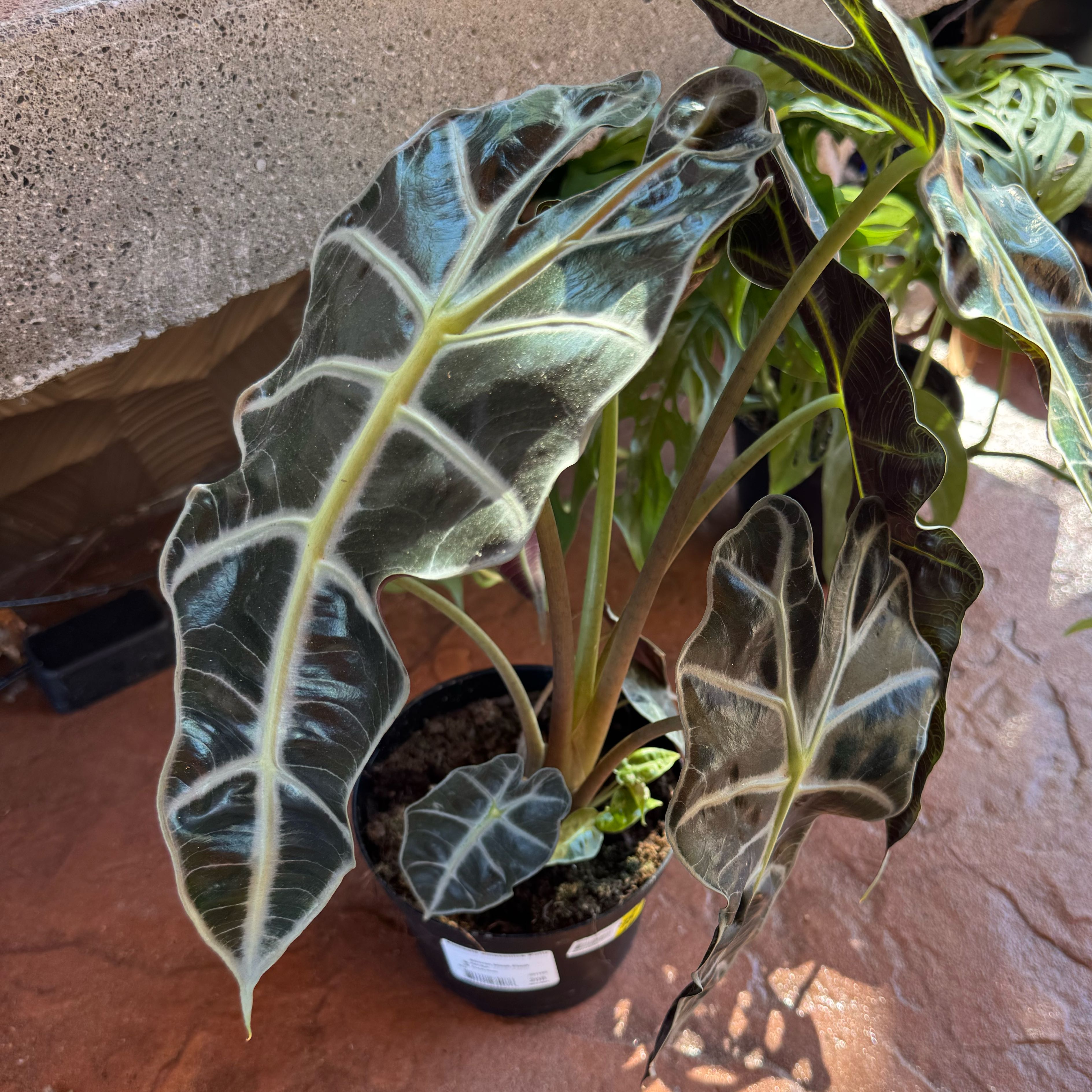 Photo of the plant species Alocasoia Amazonica 'Polly' by @JoyousPlantMom named Zion on Greg, the plant care app