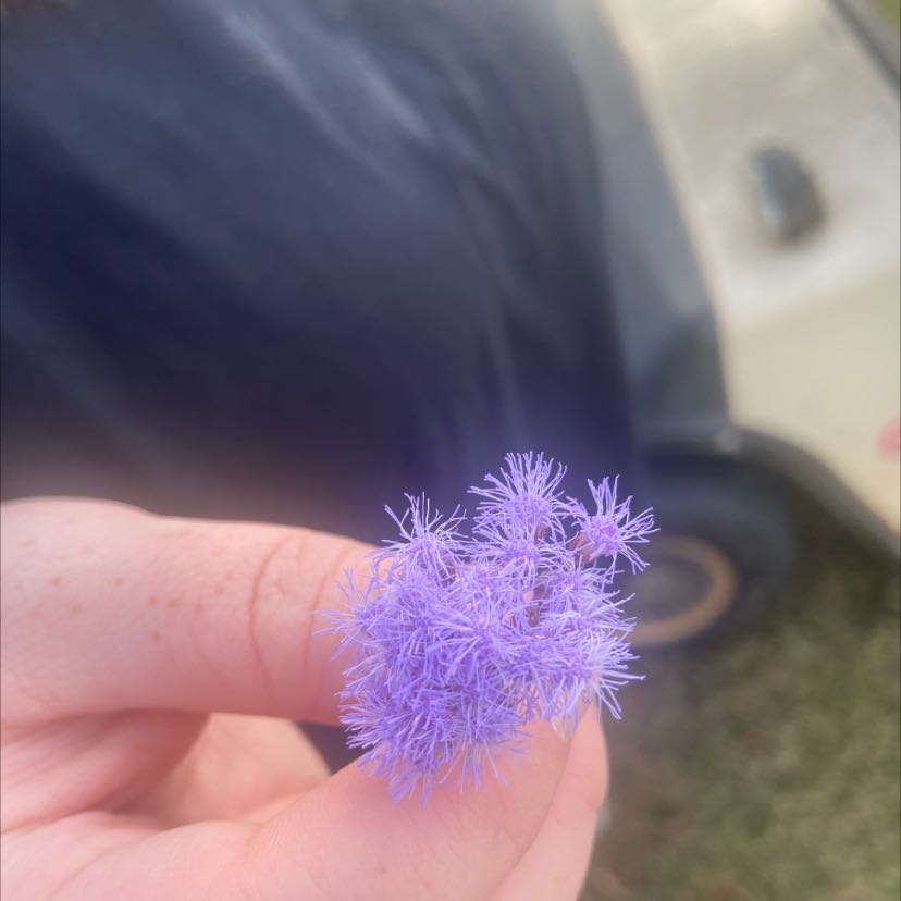 Close-up of a Blue Billygoat Weed flower held by a hand, with a blurred background.