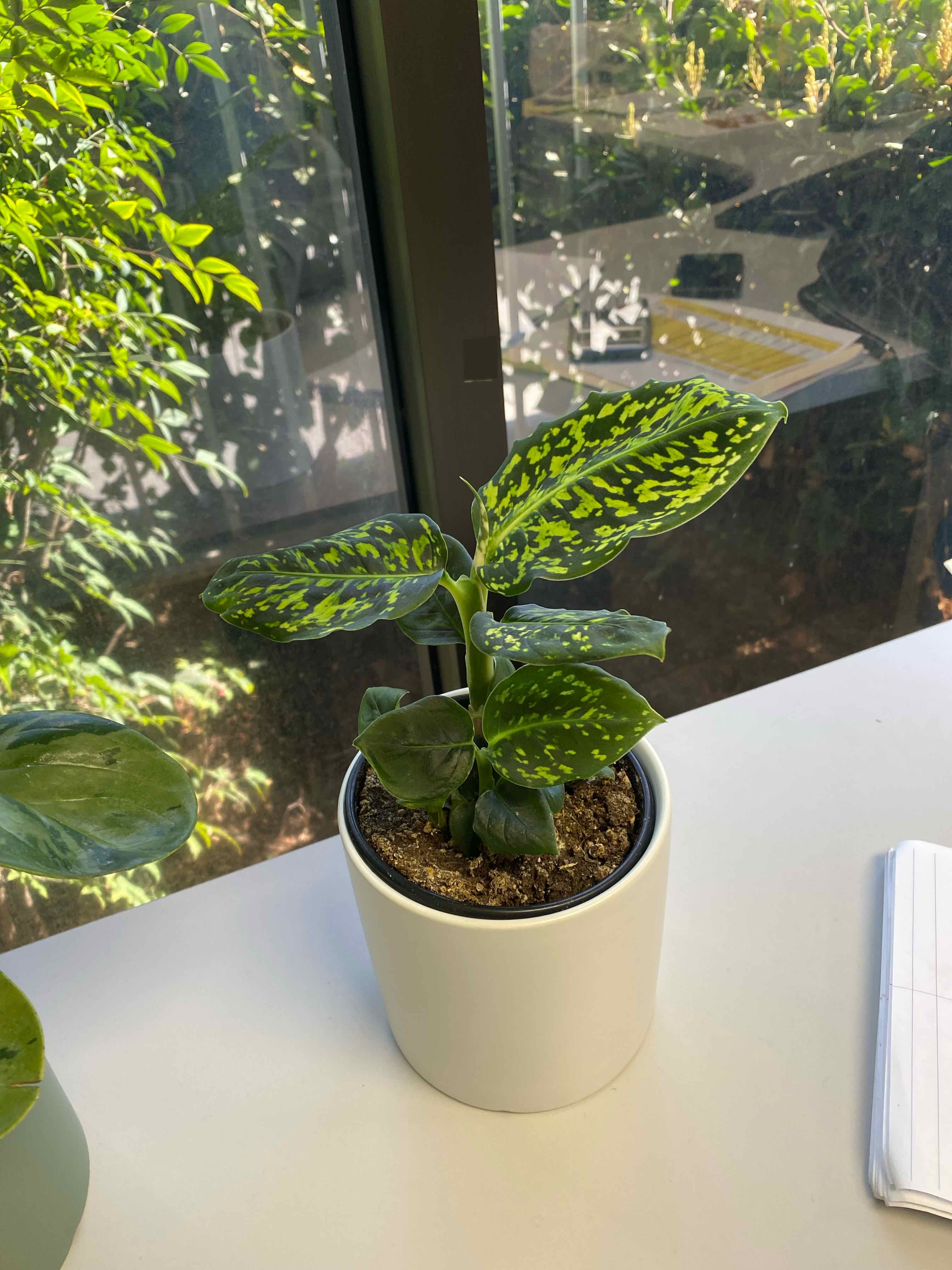 Potted Dumb Cane 'Reflector' plant with vibrant green leaves and yellow-green patterns near a window.
