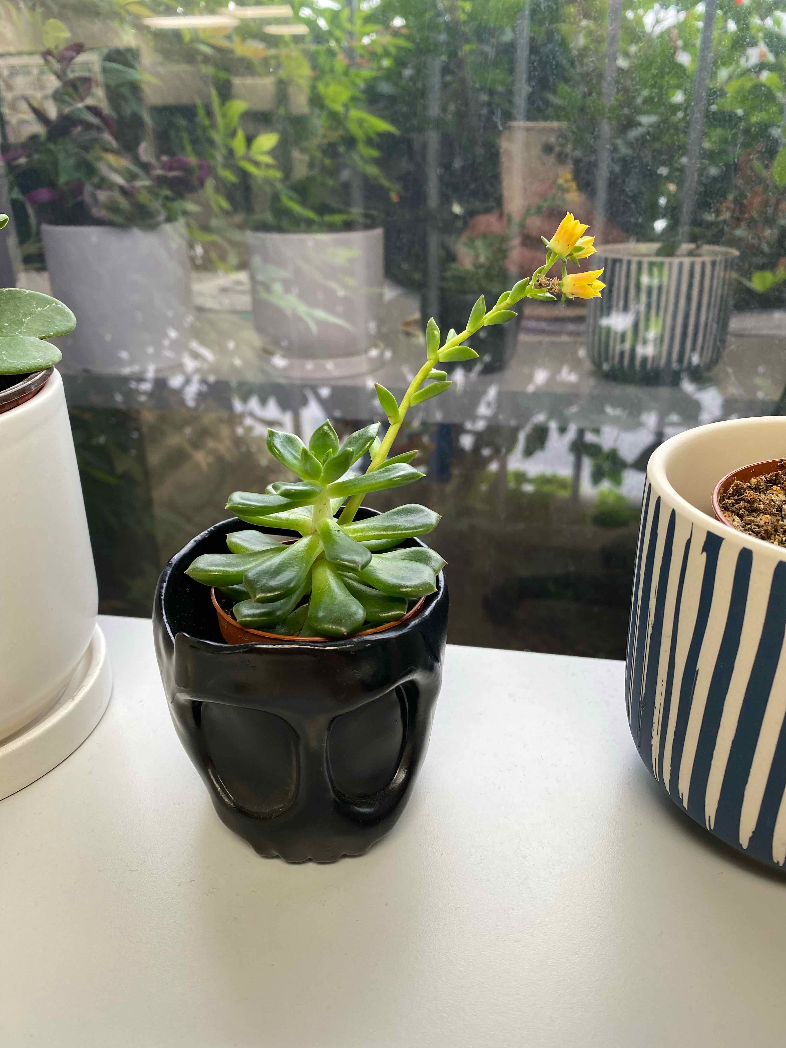 Echeveria 'Lime n' Chile' plant in a black pot with yellow flowers, healthy green leaves.