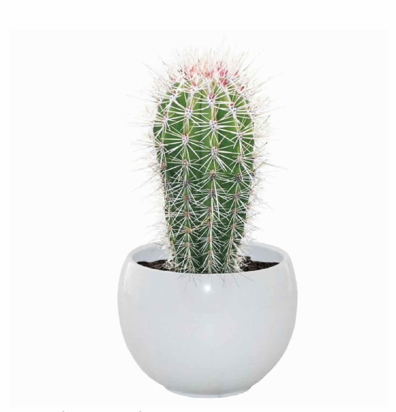 Cephalocereus polylophus cactus in a white pot with a plain background.