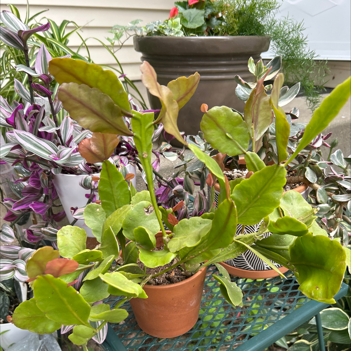 Photo of the plant species Oblong mistletoe cactus by @HonoredLippia named ChloroPhil on Greg, the plant care app