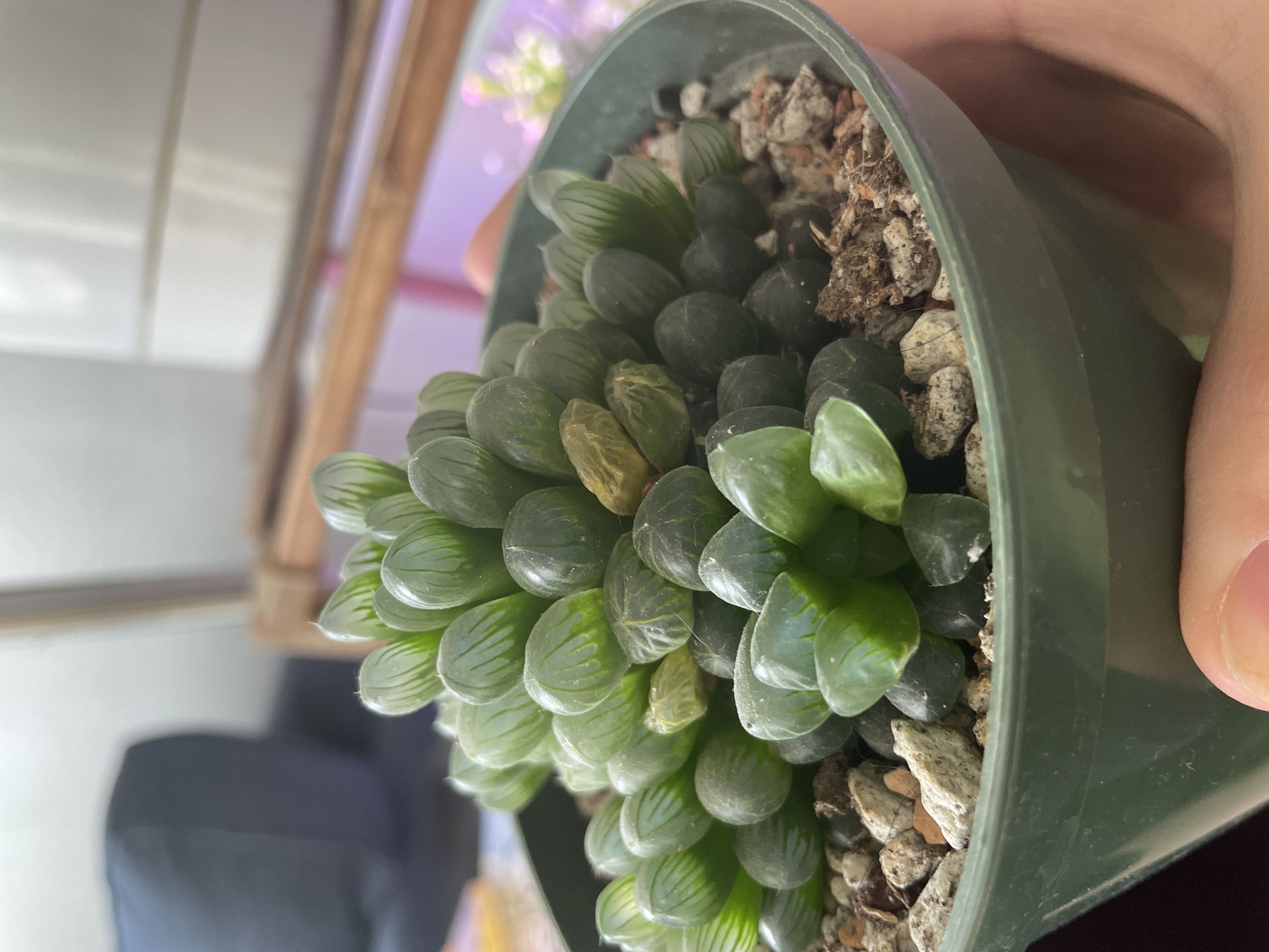 Any causes to haworthia copperi leaves shriveling?