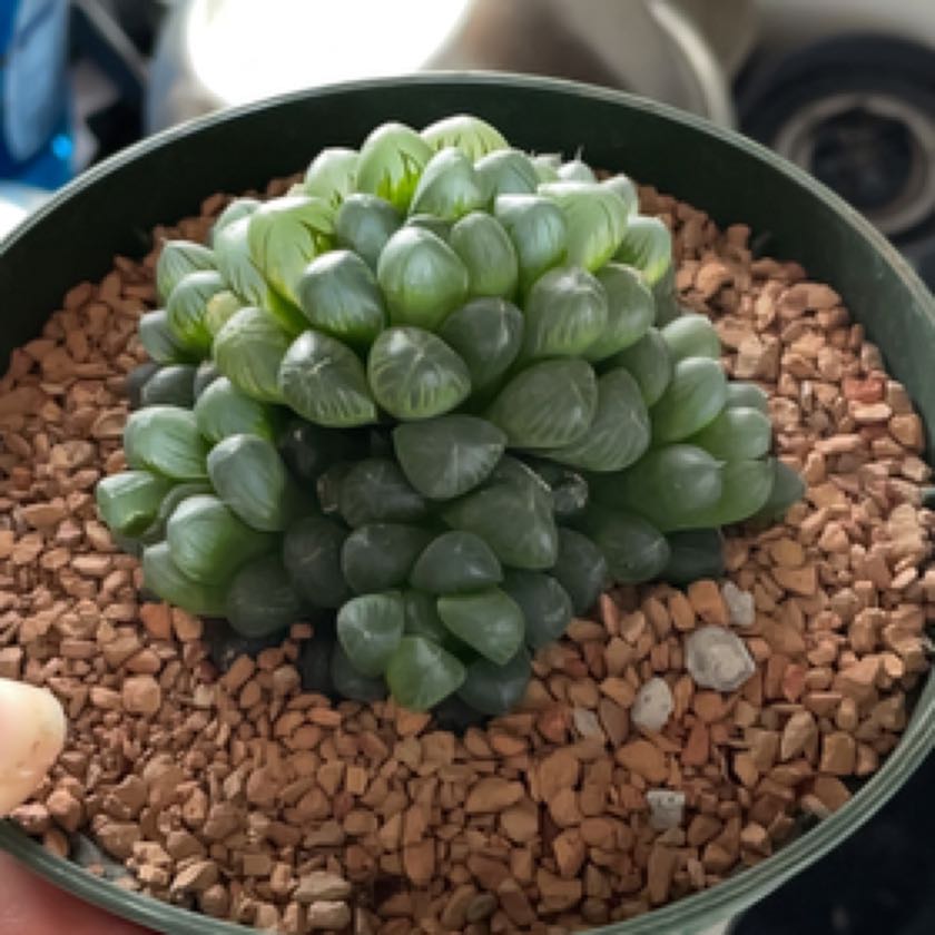Photo of the plant species Haworthia cooperi by @HonoredLippia named Plato on Greg, the plant care app