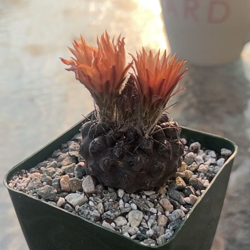 Photo of the plant species Neochilenia huascensis by @HonoredLippia named Courtney LaPlante on Greg, the plant care app