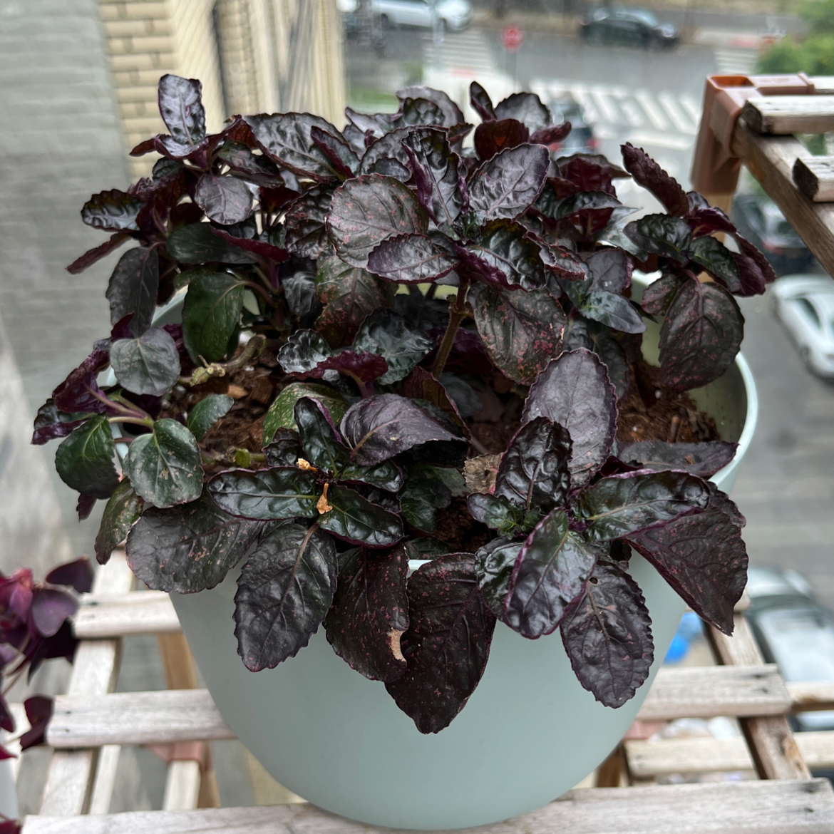 Photo of the plant species Waffle Plant by @IdealWinika named Purple Waffle on Greg, the plant care app