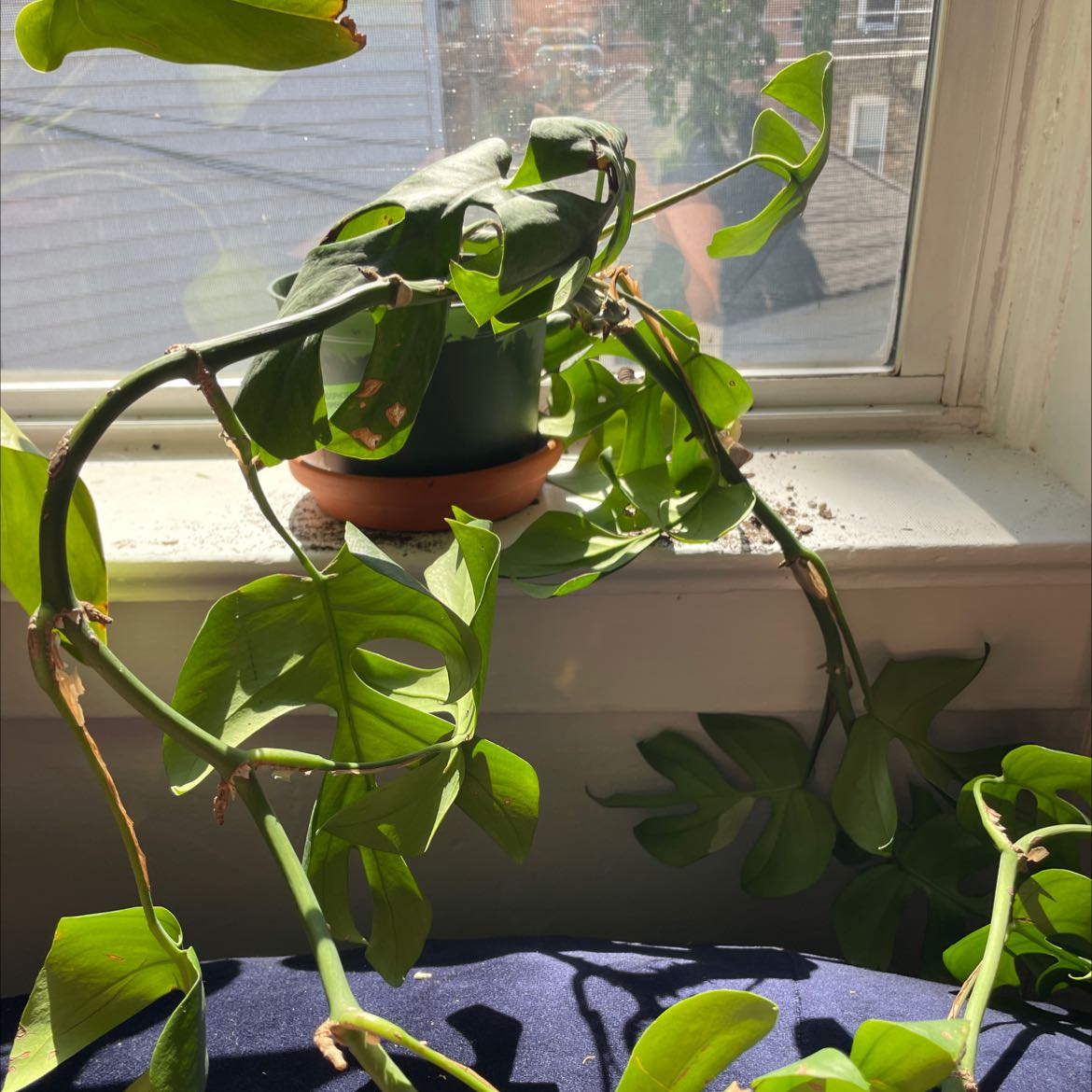 Mini Monstera plant on a windowsill with vibrant green leaves and natural sunlight.