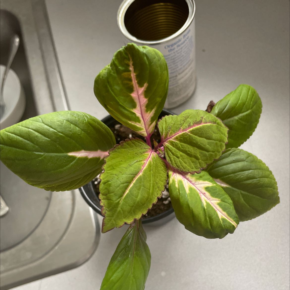 A healthy potted coleus plant with vibrant green and pink variegated foliage, photographed against a plain background.
