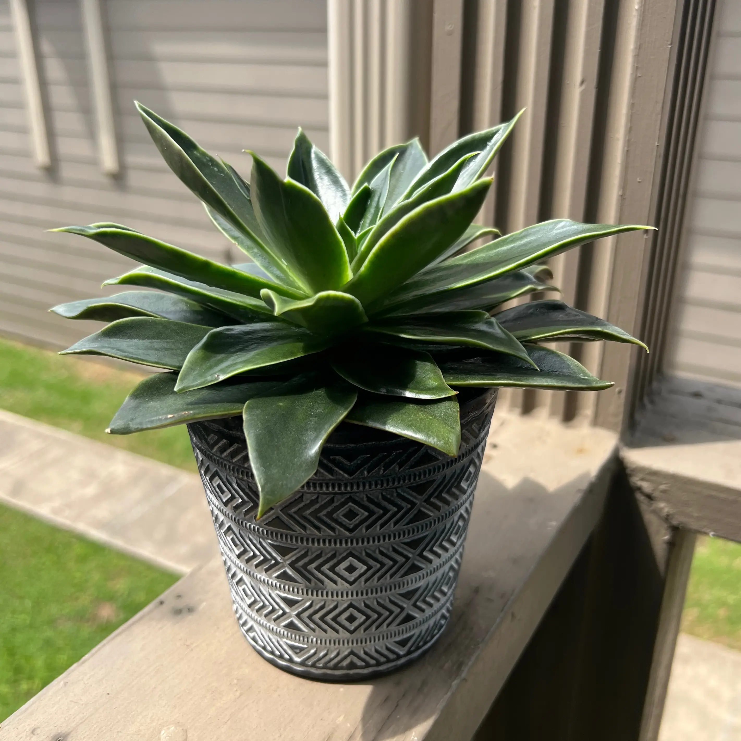 Queen Victoria Agave plant in a decorative pot on a wooden railing, appearing healthy.