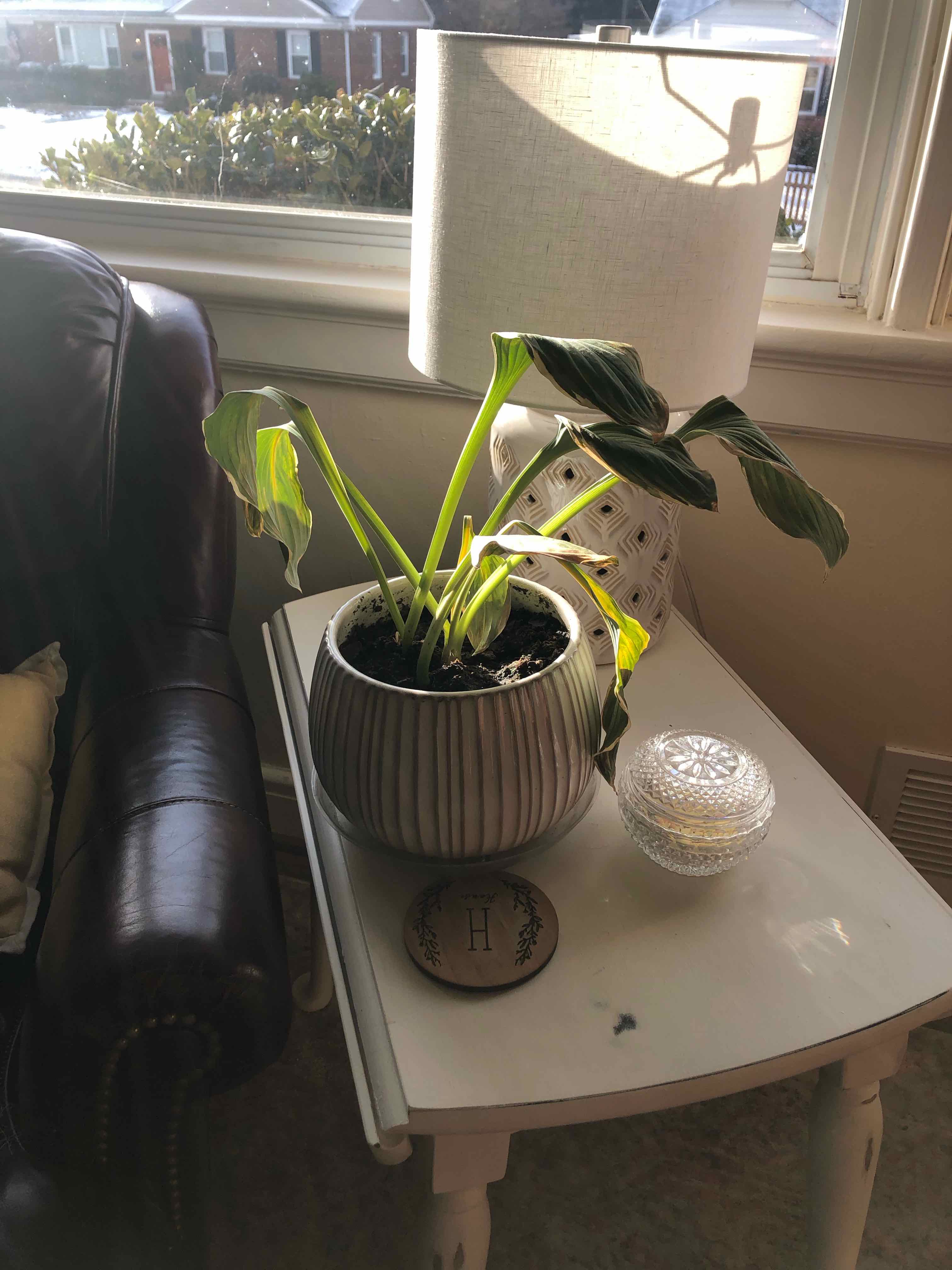 Potted Hosta 'Halcyon' plant with yellowing and browning leaves on a table near a window.