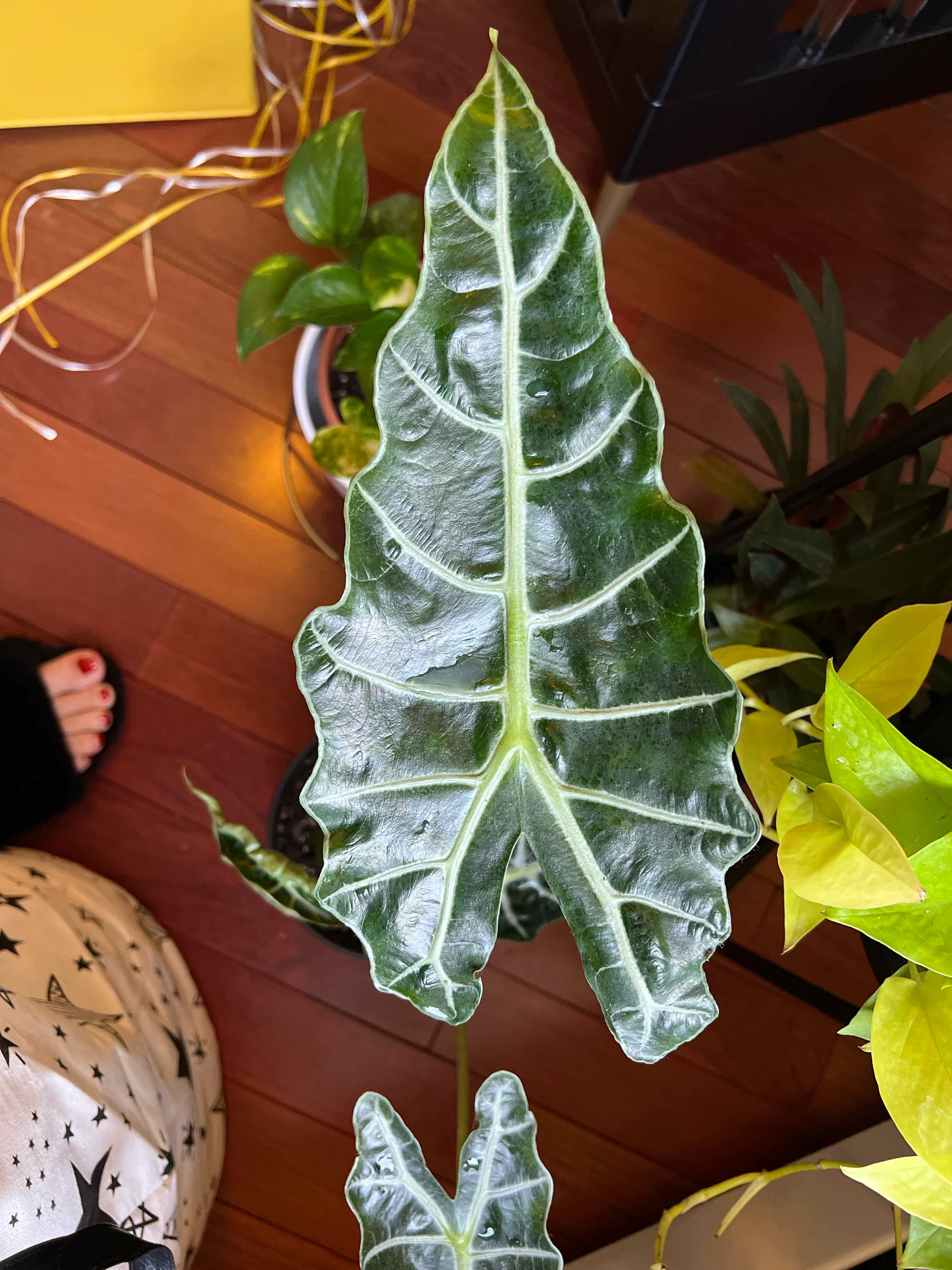 Image of a Kris Plant with healthy green leaves and distinctive vein pattern.