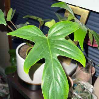 Philodendron 'Florida Ghost' plant in Estero, Florida